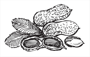 Peanuts; nuts; peeled, whole, sketches, delicious healthy food, vector hand drawings isolated on white - 759655471