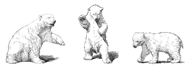 Polar bears, baby animal, white, standing on hind legs, cubs, realistic, sketches, vector hand drawings isolated on white - 759655491