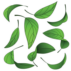 Falling cartoon leaves, green foliage flying in air on isolated white background. Floral organic and ecological elements for products packaging design, advertising, promo, vector illustration, set
