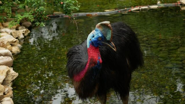 Casuarius bennetti bird close up head