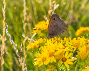 Brown Meadow butterfly resting on yellow flowers