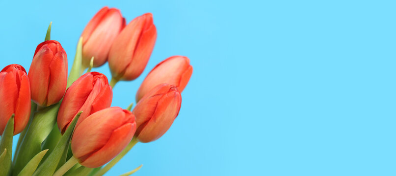 Red tulips on a blue background, close-up on the buds with selective focus. Spring flowers on a plain background with copy space