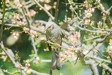 大手門の梅の花で蜜を吸うヒヨドリ