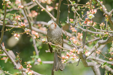 大手門の梅の花で蜜を吸うヒヨドリ