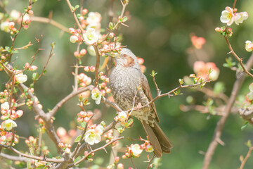大手門の梅の花で蜜を吸うヒヨドリ