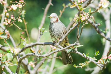 大手門の梅の花で蜜を吸うヒヨドリ