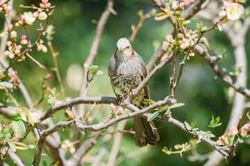 大手門の梅の花で蜜を吸うヒヨドリ