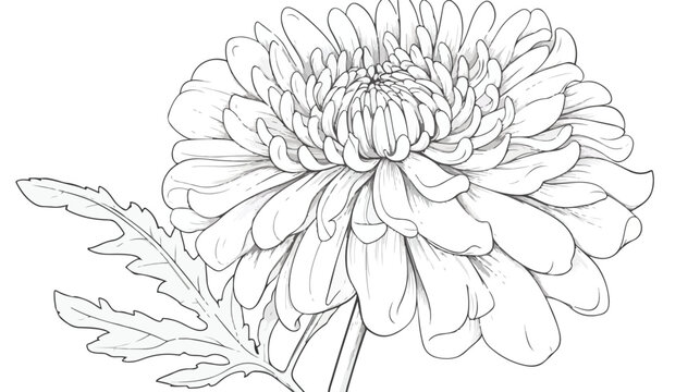Contour drawing of a lush chrysanthemum bud