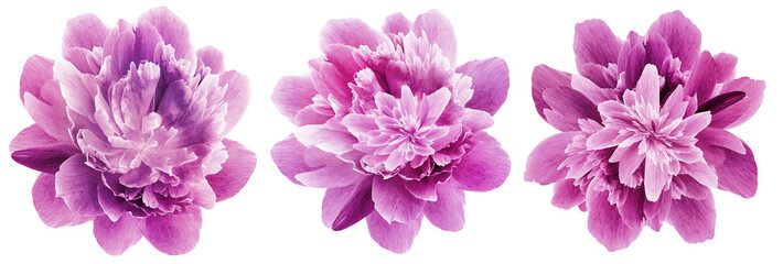 Set peonies  flowers   on  isolated background with clipping path. Closeup.. Transparent background.  Nature.