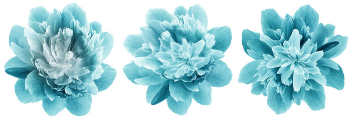 Set tulips  flowers   on  isolated background with clipping path. Closeup. Transparent background.  Nature.