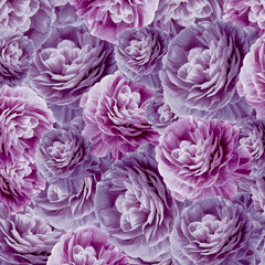 Purple chrysanthemums flowers.  Floral background.  Close-up. Nature.