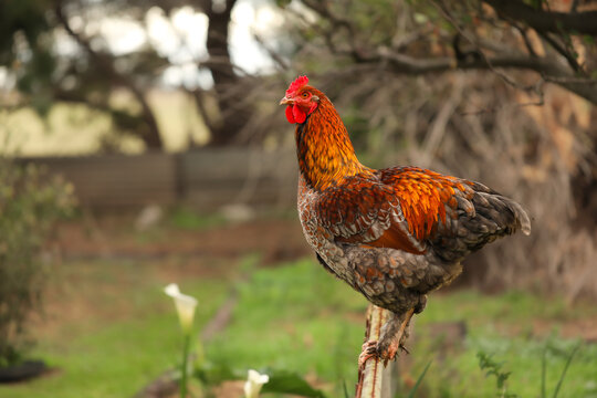 Large red rooster standing on fence in rural country backyard