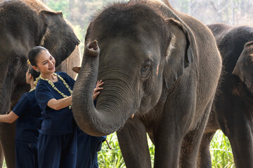 Young woman in indigo clothing standing with friendly Asian elephant in elephant conservation,...