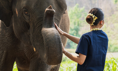 Young woman in indigo clothing standing with friendly Asian elephant in elephant conservation,...