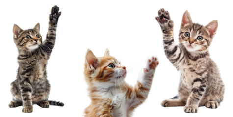 Cat with raised paw shot isolated on transparent background cutout
