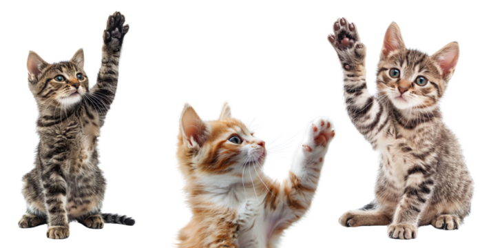 Cat with raised paw shot isolated on transparent background cutout - Powered by Adobe