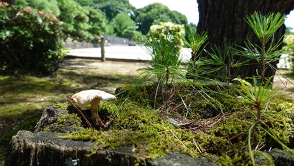京都の神社とキノコ