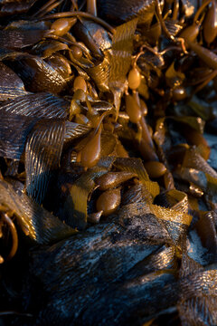 Brown Algae Seaweed