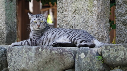 神社のネコ