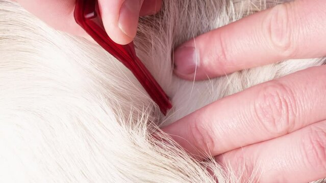 The owner applies flea and tick drops to the withers of a large dog. Animal care concept.