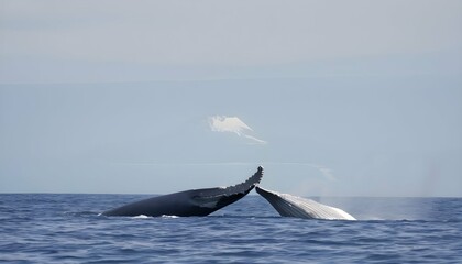 A Blue Whale Swimming Past A Coral Bleaching Site - obrazy, fototapety, plakaty