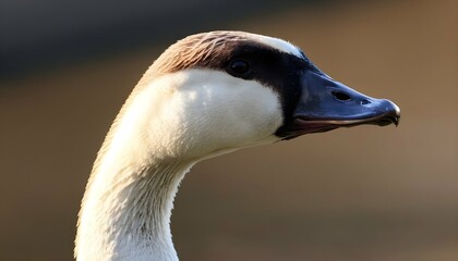 A Goose With Its Neck Twisted Around To Preen