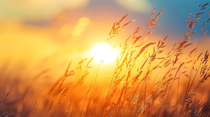 Golden sunset through wheat field