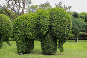 A tree in the garden trimmed in the shape of an elephant