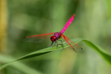 elective focus pink dragonfly sitting on the grass in the green background forest. Dragonfly with amazing colors Chomphu color is beautiful, strange and amazing, a small nature that is hard to find.
