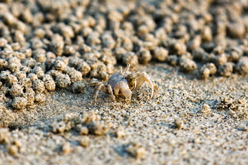 A closeup Ghost crab on the beach is making many balls of sand on the beach. In fact, it was eating the nutrients in the sand by the sea.