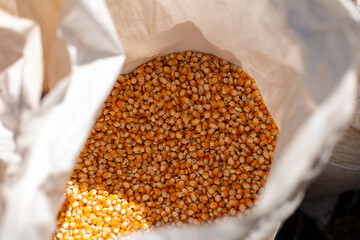 selective focus many yellow corn kernels in a sack Dried corn seeds in the field Beautiful grown seeds from the sack ready to be delivered to the factory. to make corn flour or animal feed