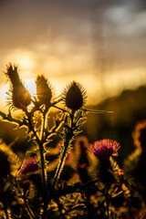 Obraz premium Thistles at warm sunset during summer