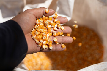 selective focus many yellow corn kernels in hand Dried corn seeds in the field Beautiful grown...