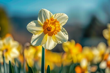 Vibrant Single Daffodil Standing Out in a Field of Yellow Flowers with Blurred Background in Springtime