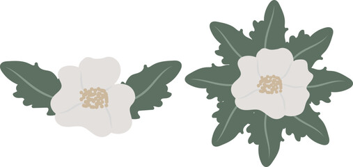 set of two impatien white flowers elements for your designs, hand drawn, naive style, isolated object on a white background