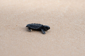 baby turtle on the beach, olive ridley sea turtle, Lepidochelys olivacea in Sri Lanka