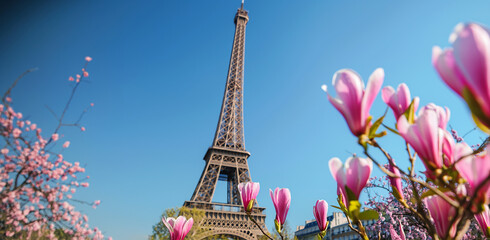 eiffel tower and magnolia