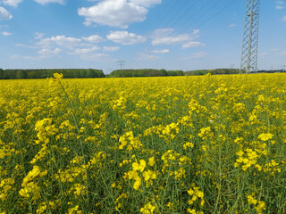 Rapsfeld in voller Blüte