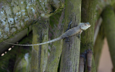 Oriental garden lizard in Sri Lanka, agamid lizard with long tail