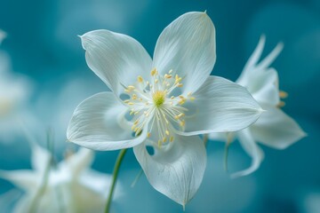 Delicate White Columbine Flowers Blooming against a Serene Turquoise Background, Perfect for Elegant Spring Themes