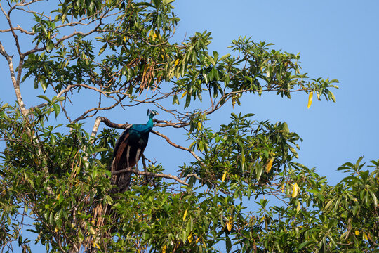 Indian peafowl, peacock on the tree in Sri Lanka