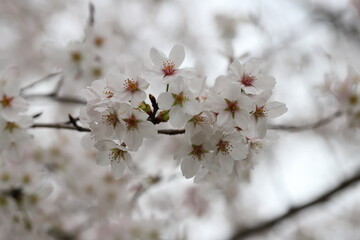 日本の春の公園に咲くソメイヨシノの桜の花
