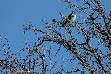 starling sits on tree branch on blue sky background