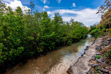 Close-up background of Thai rubber trees, southern economic crops. It is widely planted, in some places there is a road that cuts through it to form a beautiful, cool tunnel.
