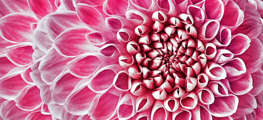 Dahlia flower. Floral pink background.  Macro.   Nature. - 759682261