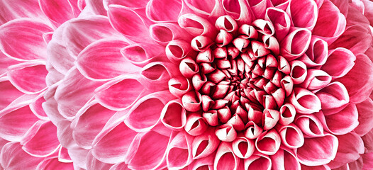 Dahlia flower. Floral pink background.  Macro.   Nature.