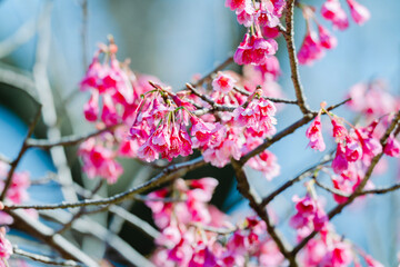 大手門に咲く桜の花 - obrazy, fototapety, plakaty