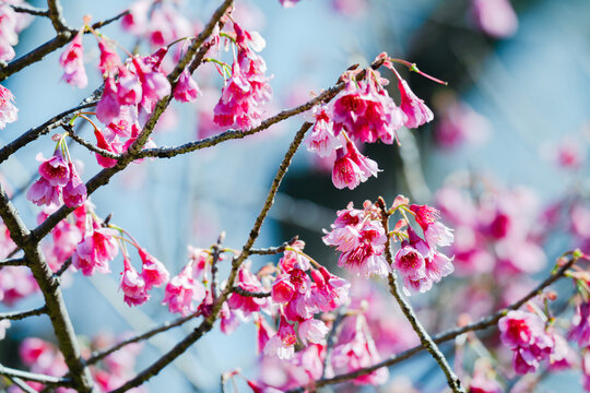 大手門に咲く桜の花