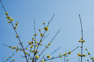 大手門に咲く桜の花