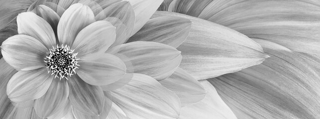 Dahlia flower and petals . Floral background. Close-up. Nature.
- 759683012